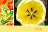 triad_card023